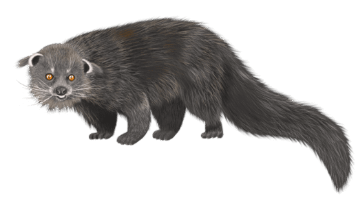 Binturong in its natural habitat
