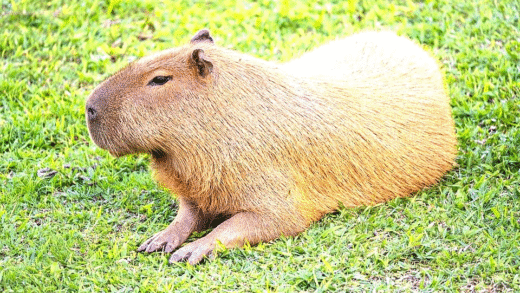 Capybara swimming in water