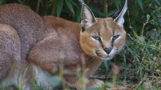Caracal with distinctive tufted ears in the wild