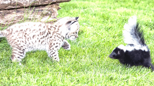 Cat cleaning after skunk spray