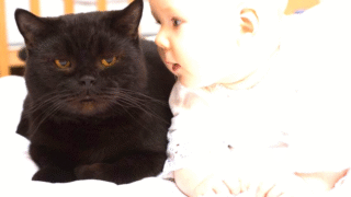 A baby and a cat together in a safe environment