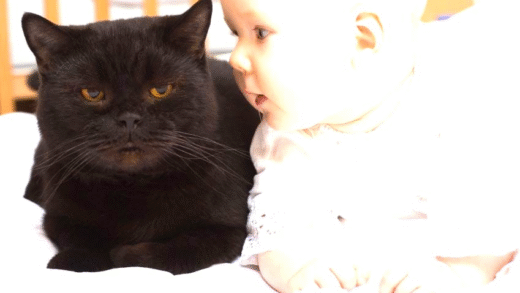 A baby and a cat together in a safe environment