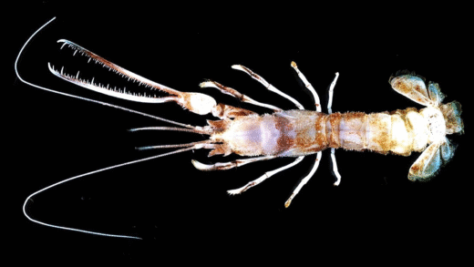 Chainsaw Lobster in the Java Sea