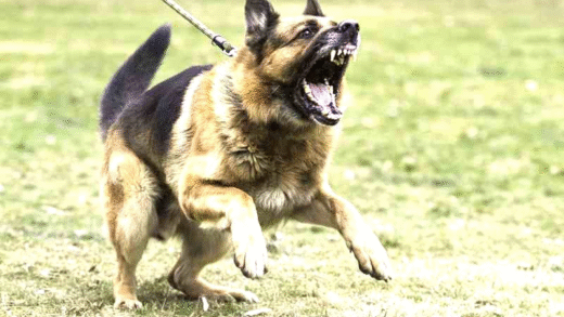 Image depicting various dangerous dog breeds