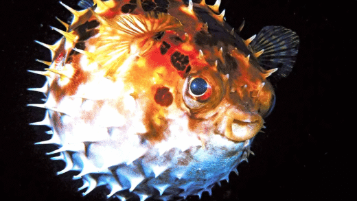 Image of dangerous fish and sharks