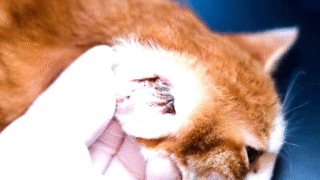 Close-up of a cat's ear affected by ear mites