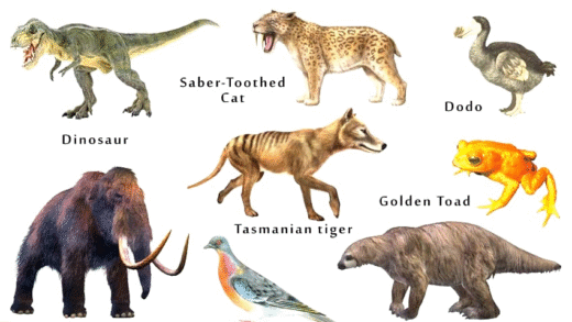 Exploring extinct animals and their adaptations