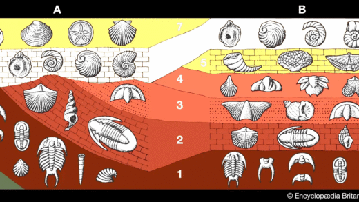 An overview of the fossil record and its significance in paleontology