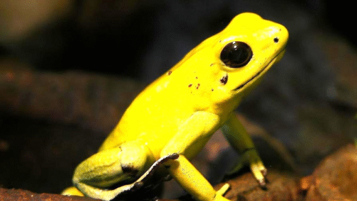 Golden Poison Dart Frog on a Leaf