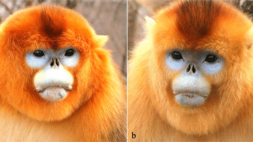 Golden Snub-Nosed Monkey Nursing Behaviors