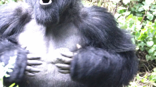Gorilla beating chest as a communication signal