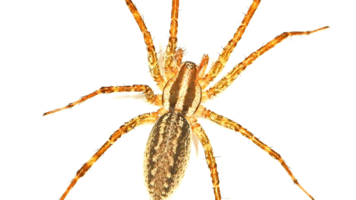 Close-up of a grass spider and its funnel-shaped web