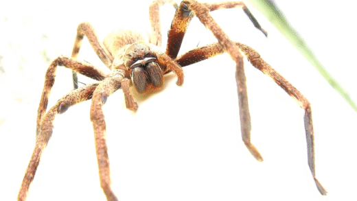 Huntsman spider in natural habitat