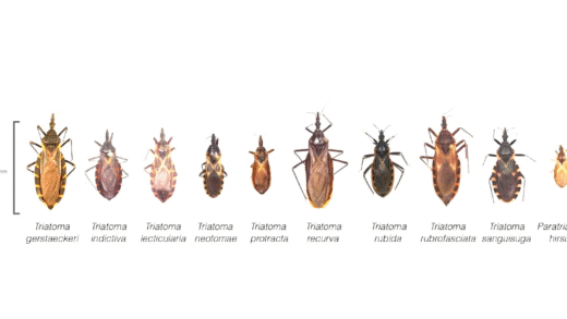 Kissing Bugs Identification and Protection