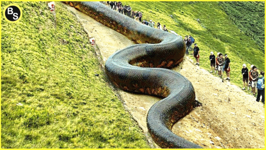 A giant green anaconda in its natural habitat