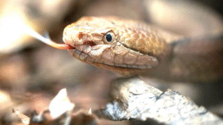 A collection of common venomous backyard creatures