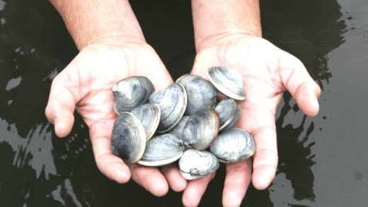 Image showcasing marine biology breakthroughs