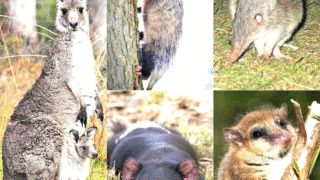 A variety of marsupials in their natural habitats