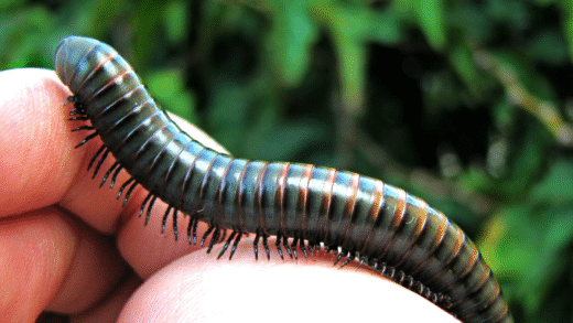 An image showcasing the legs of a millipede