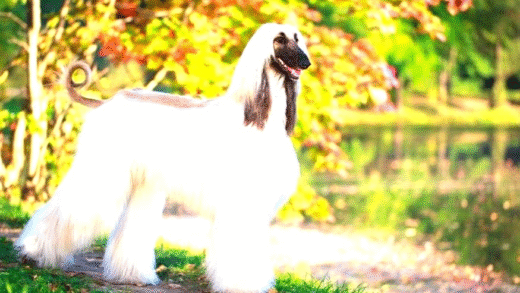Image of the most expensive dog breeds