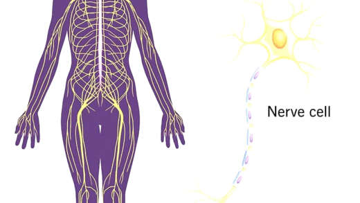 Illustration of the nervous system