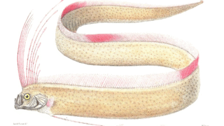 Oarfish swimming in deep ocean waters