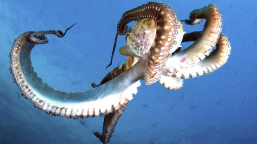 An octopus showcasing its blue blood in a marine environment