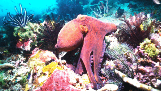 An octopus blending seamlessly into its environment