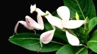 Orchid Mantis Camouflaged as a Flower
