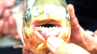 A pacu fish showcasing its human-like teeth