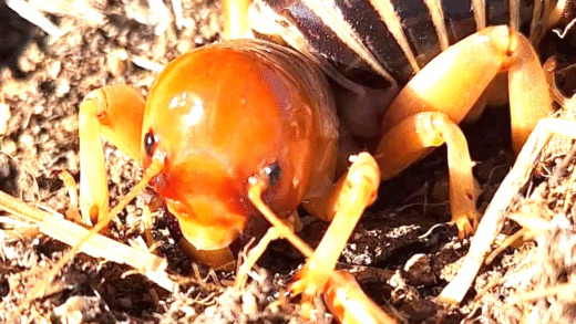 Image of a Potato Bug on Potato Plant