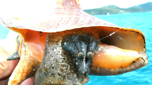 A beautiful queen conch shell on the beach