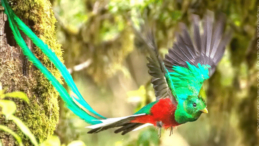 Resplendent Quetzal perched on a branch