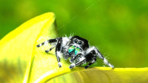 Close-up of a regal jumping spider showcasing its vibrant colors and features