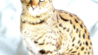 A beautiful Savannah cat in a playful pose