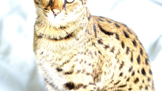 A beautiful Savannah cat in a playful pose