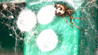 A close-up of spider egg sacs in nature
