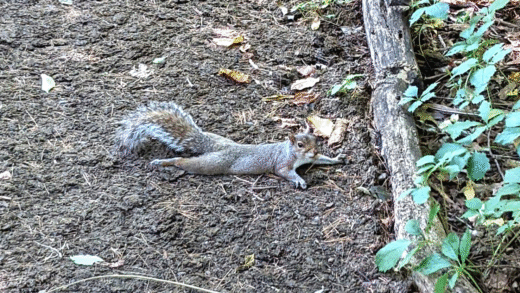 A squirrel splooting on the ground