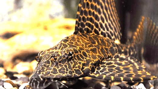 Spotted Pleco swimming in a tank