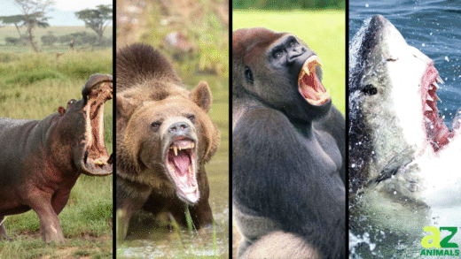 An infographic showing the strongest animal bites