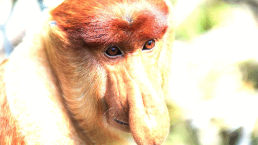 A collection of the ugliest animals in the world