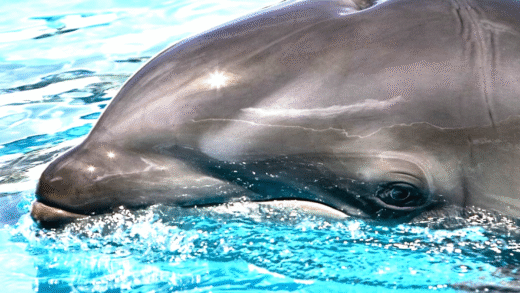 A wholphin, the hybrid of a dolphin and a whale, showcasing its unique features.
