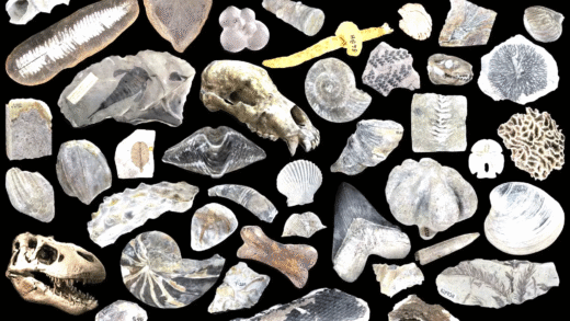 Fossils and Paleontology