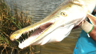 Alligator Gar swimming in freshwater