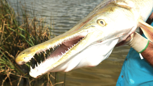 Alligator Gar swimming in freshwater