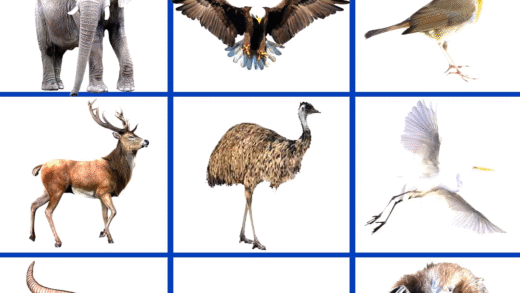 Unique animals that start with the letter E