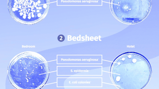 Illustration of bacteria present in beds