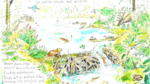 Beaver dam creating wetlands