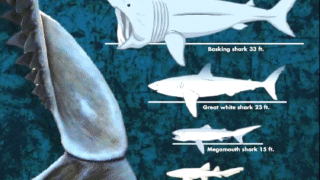 Largest shark species swimming in ocean