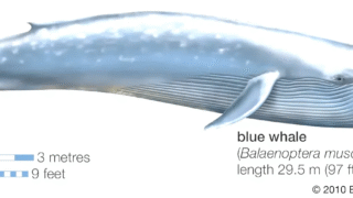 A blue whale swimming in the ocean